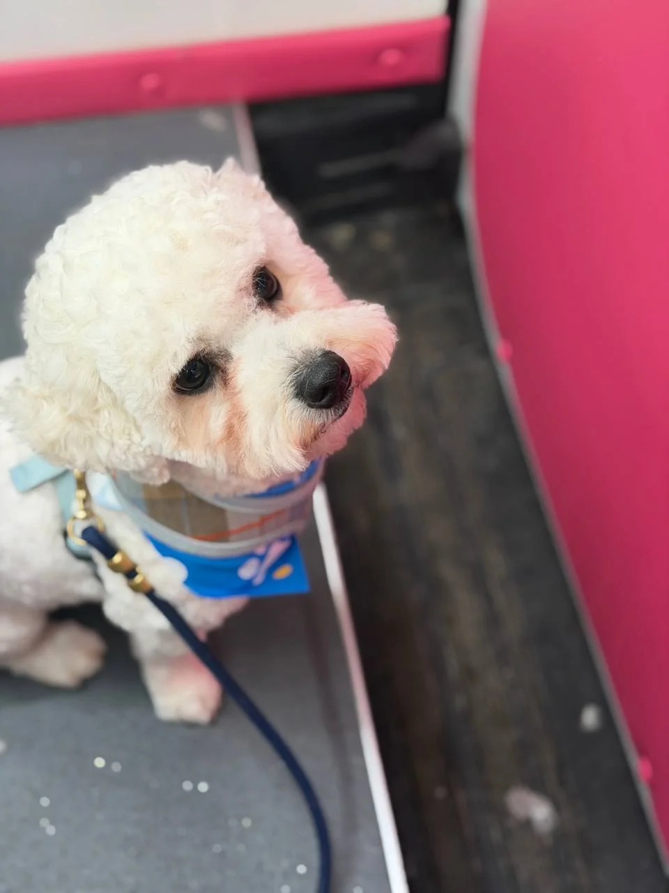 Before grooming